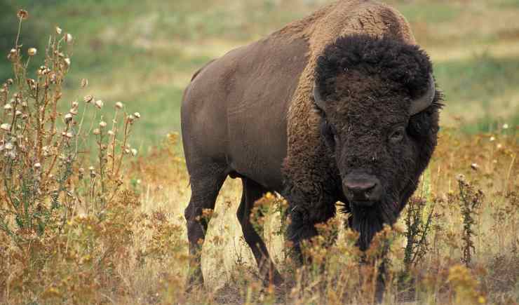 American bison