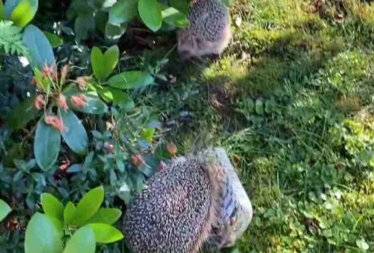 ricco ruba il cibo al cane