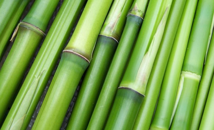 perché non scegliere il bambù come pianta da giardino