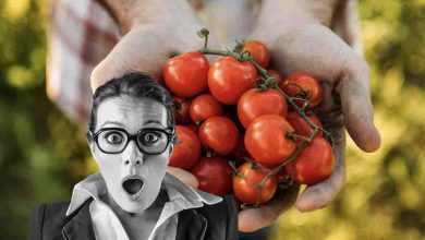 Scopriamo perché è meglio evitare di consumare pomodori a digiuno