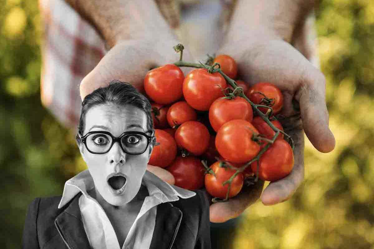 Scopriamo perché è meglio evitare di consumare pomodori a digiuno