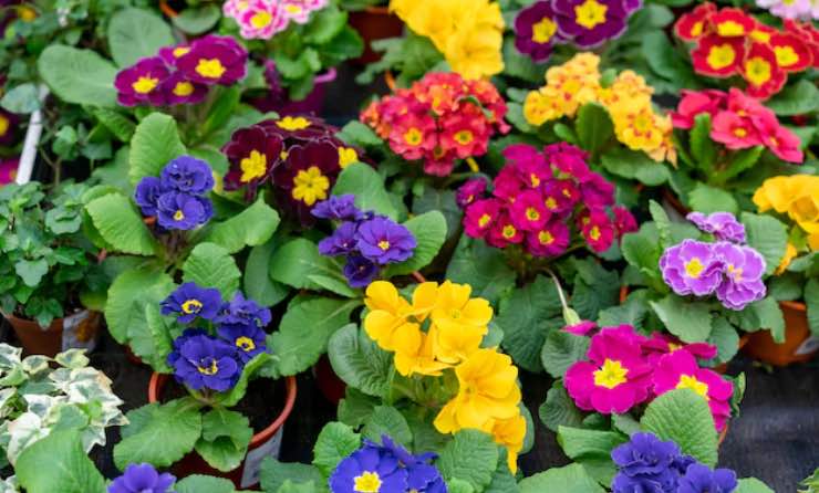 3 trucchi naturali per stimolare la fioritura