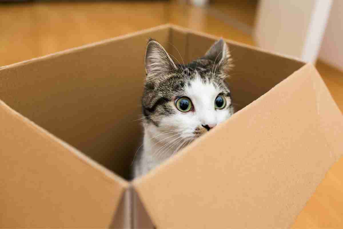 Gatti scatole motivo 