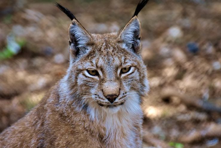 Il lavoro del WWF per salvare la lince