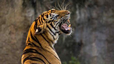 Il Bioparco Zoom di Torino apre le porte ai residenti in forma gratuita