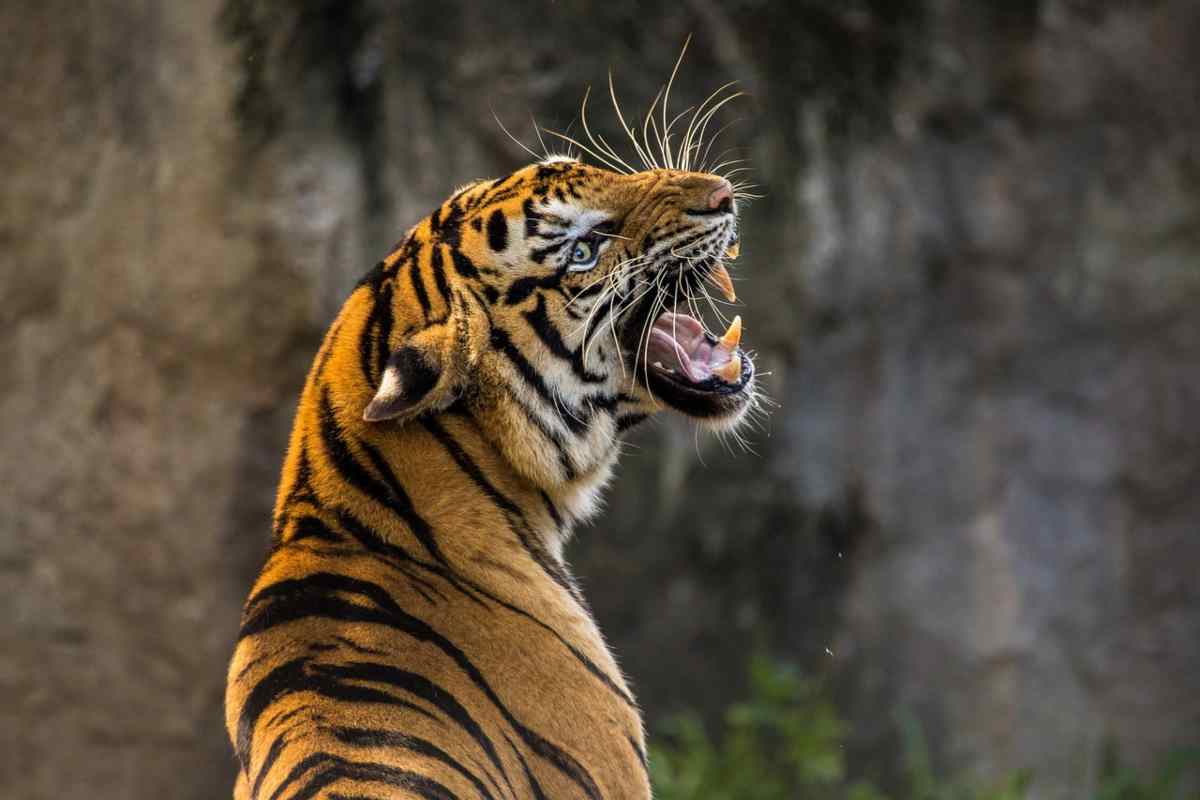 Il Bioparco Zoom di Torino apre le porte ai residenti in forma gratuita