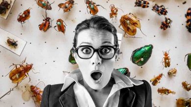 Insetti negli alimenti, tutte le novità sulle direttive in merito alla farina