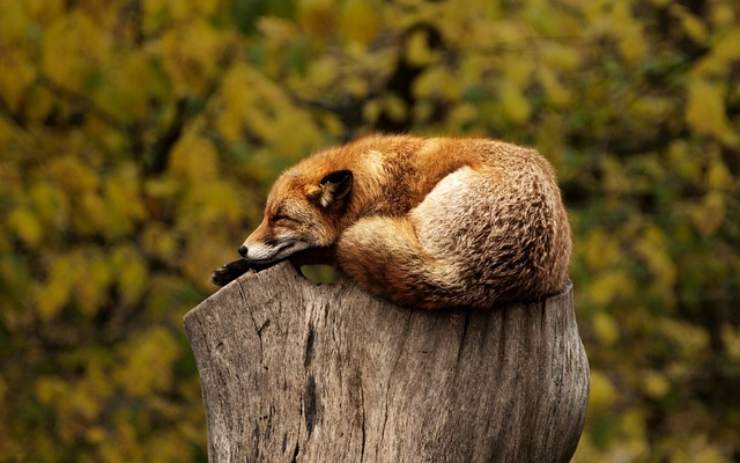 Animali e meraviglie naturali nella Valle della Caccia