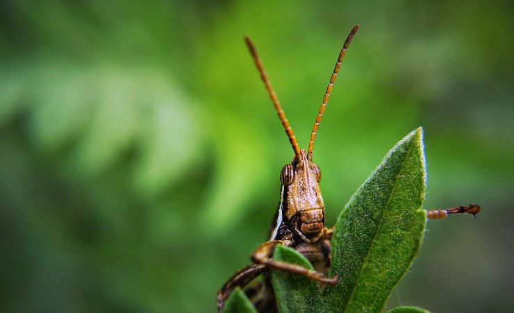 Farine di locusta, gli insetti potranno entrare nella nostra alimentazione 