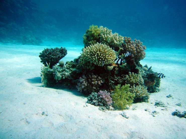 Ecco le previsioni degli scienziati riguardo all'espansione della malattia dei coralli al 2100: e purtroppo non sono promettenti