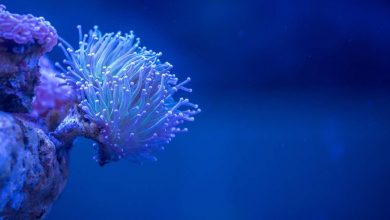 Le previsioni riguardo all'espansione della malattia dei coralli al 2100