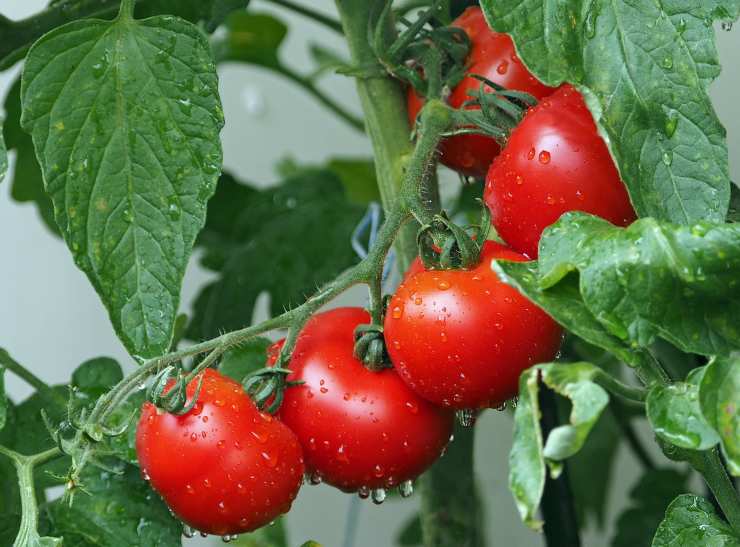 Otto motivi per evitare di consumare pomodori a digiuno