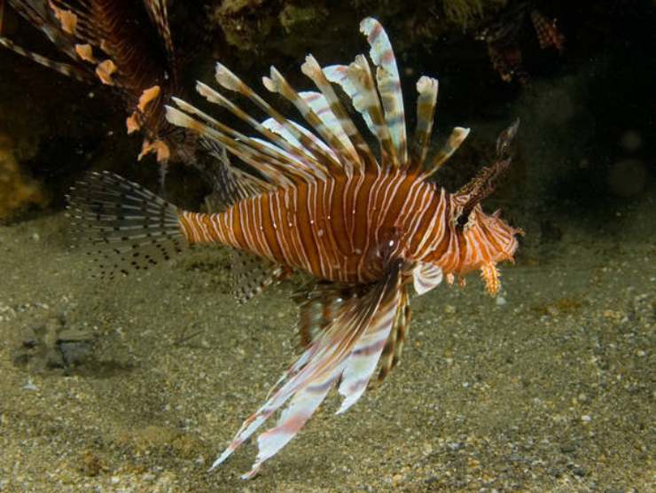 Dove è stato avvistato il pesce scorpione