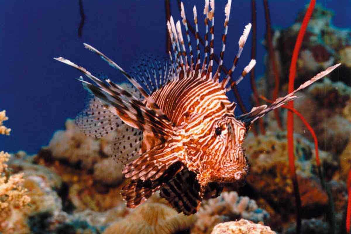 Allarme pesce scorpione in Italia