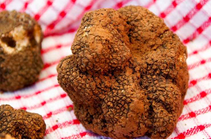 Maxi-tartufo ritrovato a Città di Castello, in provincia di Perugia, in Umbria