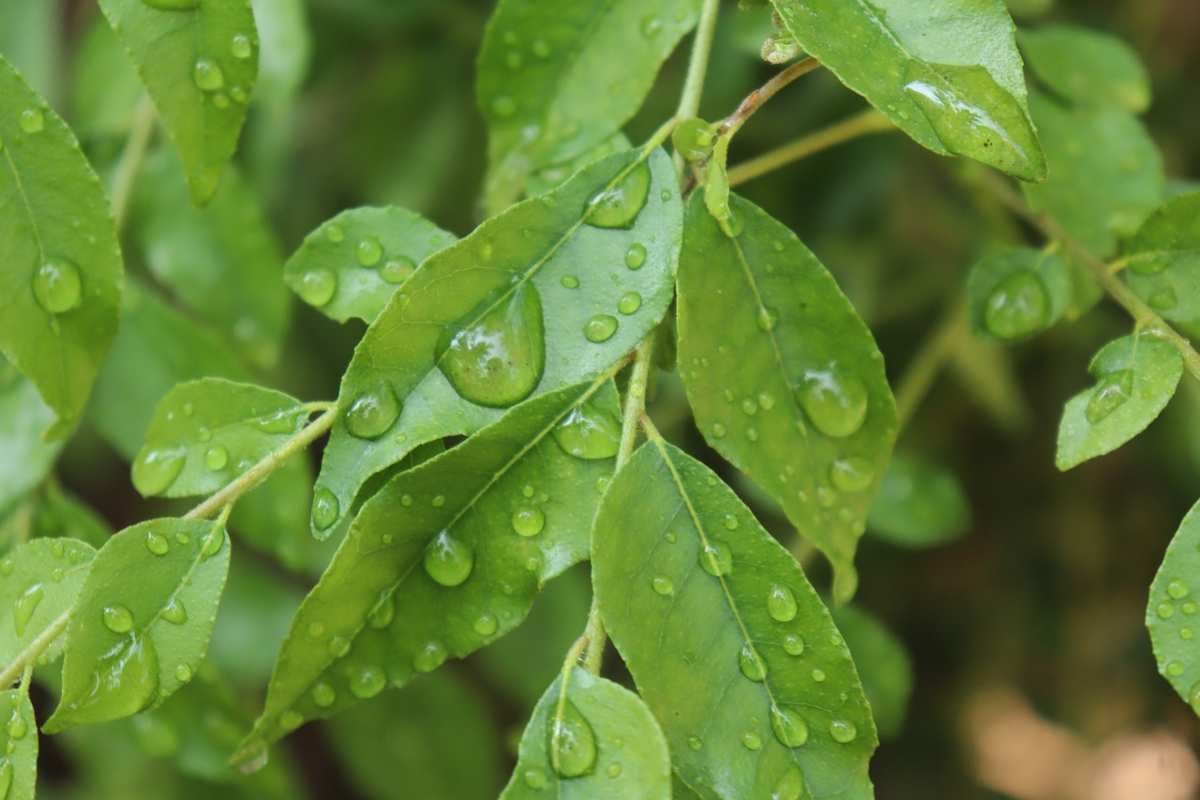Le foglie di curry sono un superfood