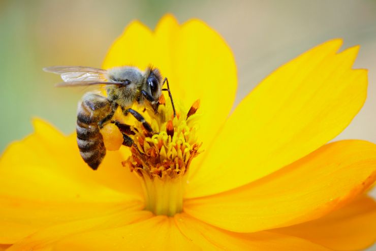 Prevenire la puntura di un’ape