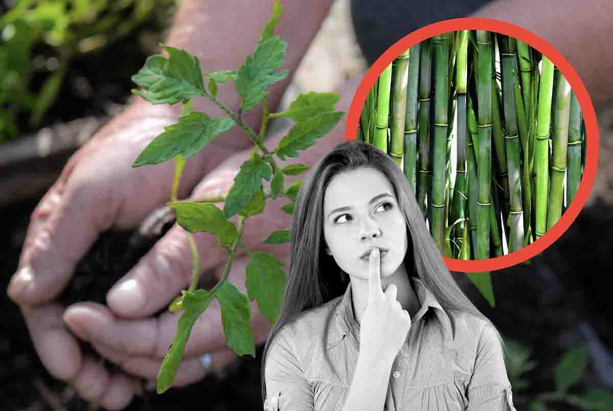 perché non scegliere il bambù come pianta da giardino