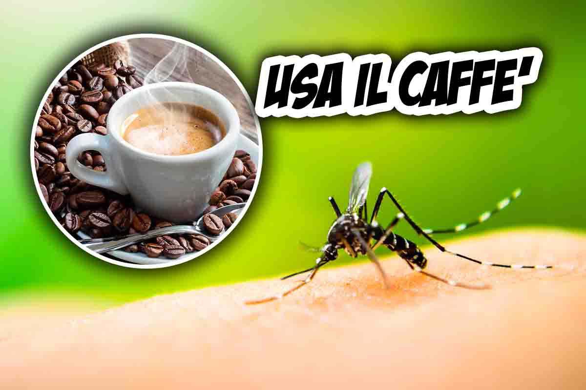 caffè contro le zanzare: ecco come fare