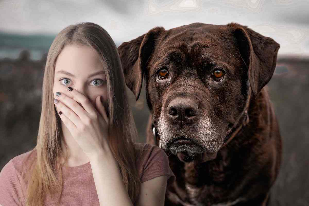 la storia incredibile del cane intrappolato sui binari del treno