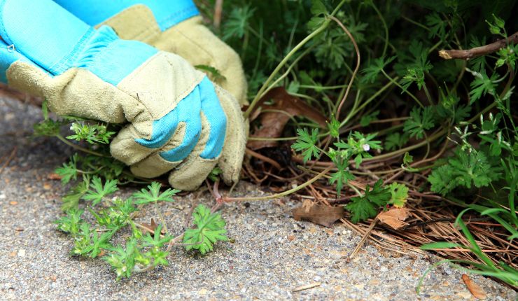 erbacce in giardino