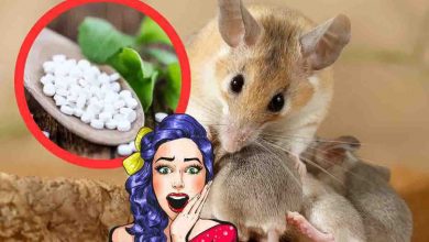esperimento aspartame ai topi
