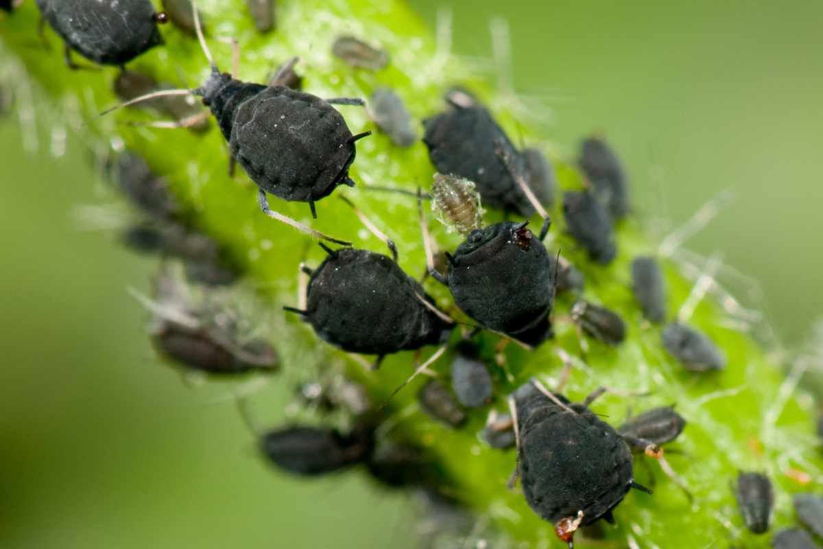 Fiammifero per allontanare insetti