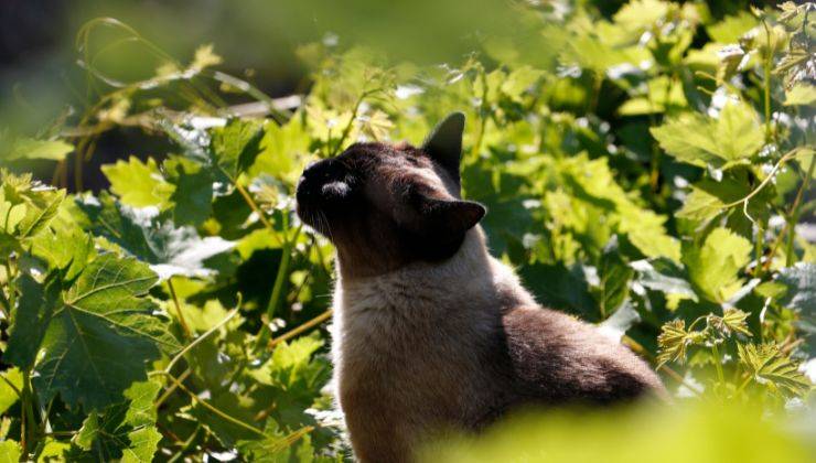 se hai un animale, evita queste piante velenose