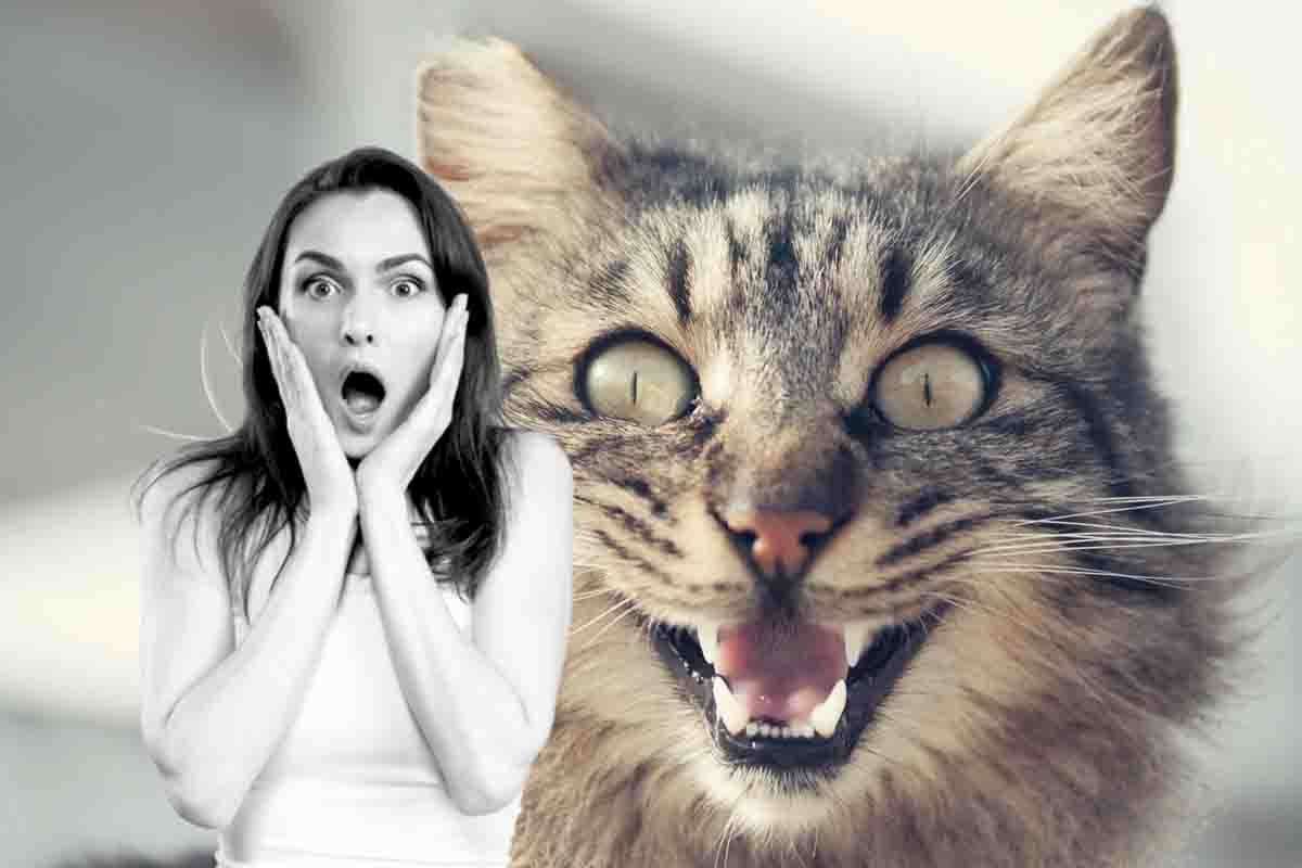 Test per gatti psicopatici
