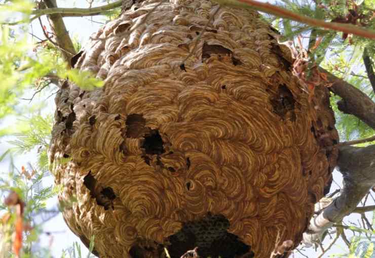 nido di calabrone asiatico