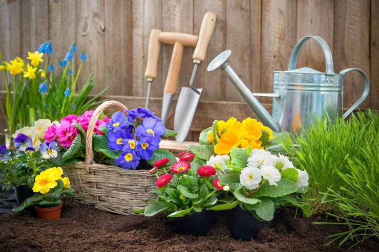 Piante per giardino o balcone