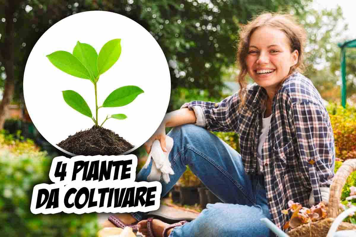 Piante per giardino o balcone