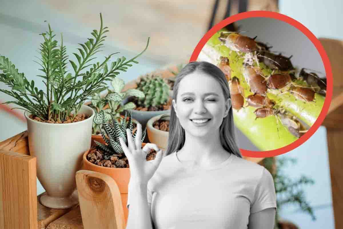 liberati dai parassiti con questa sostanza naturale
