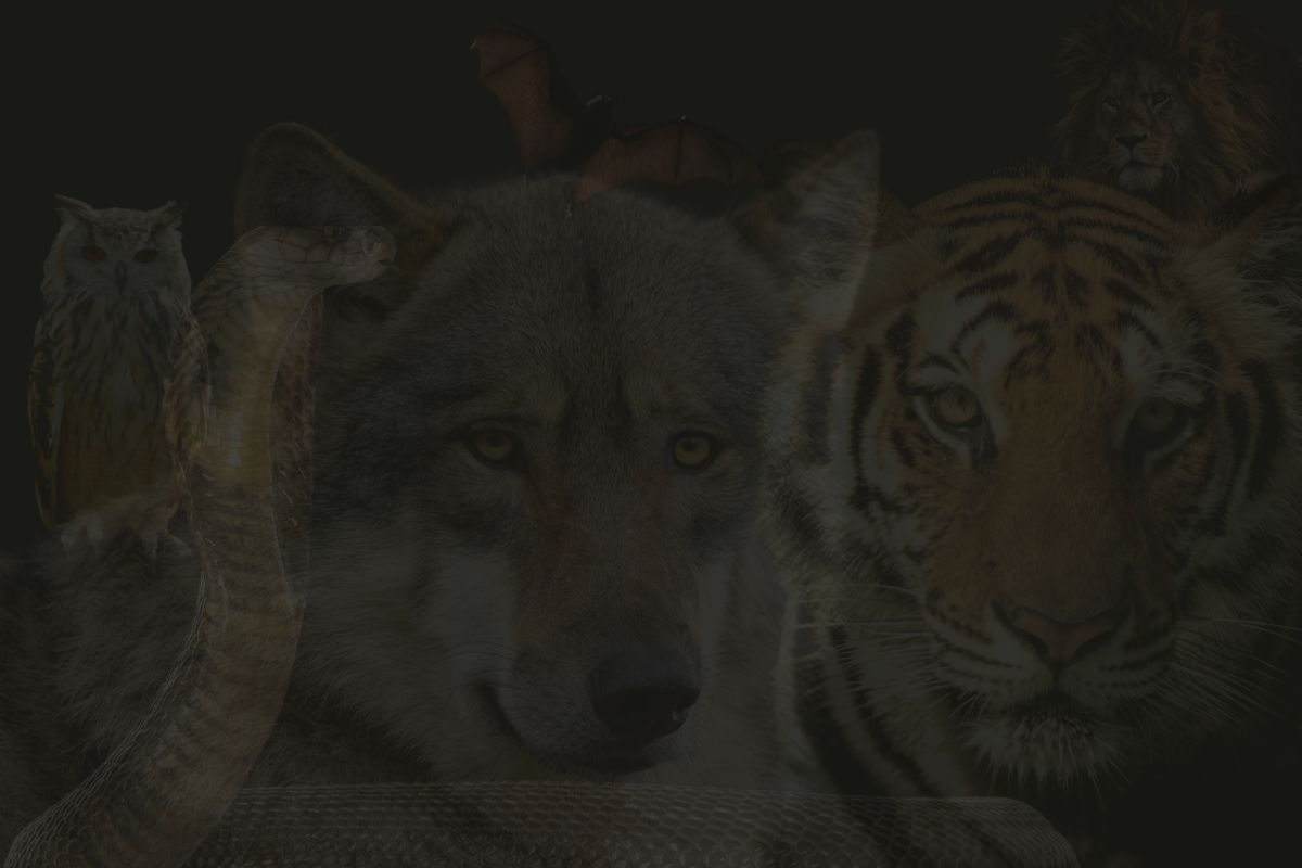 psico test animali