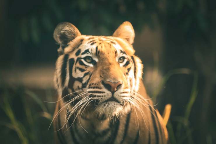 psico test tigre