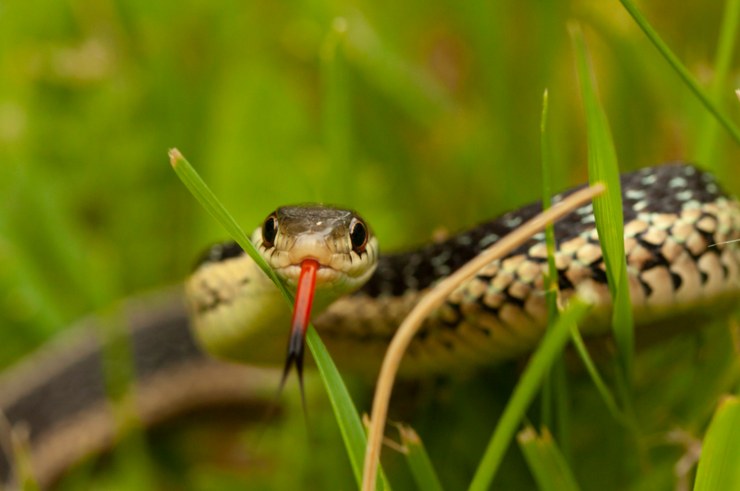 serpenti in giardino