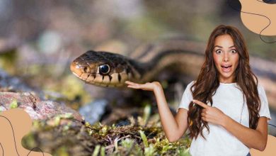 serpenti velenosi nei giardini italiani