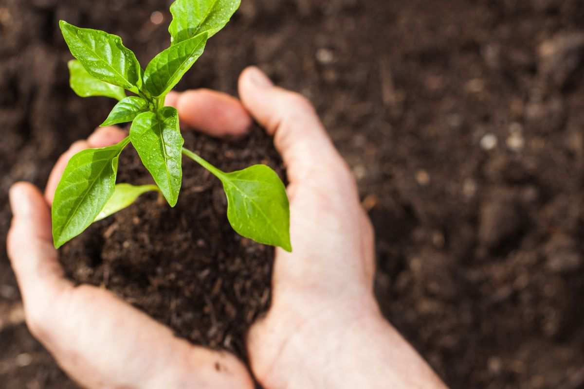 Come prendersi cura del terriccio