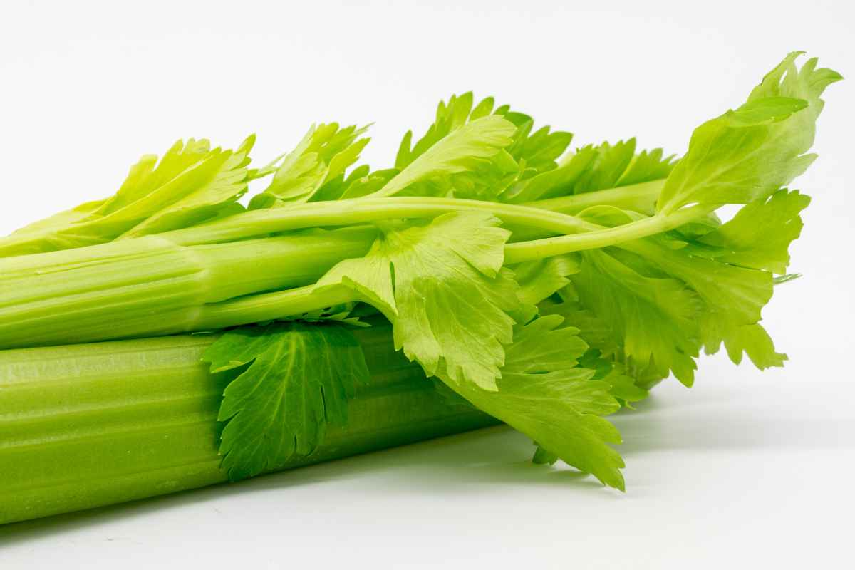 Uses and benefits of celery leaves