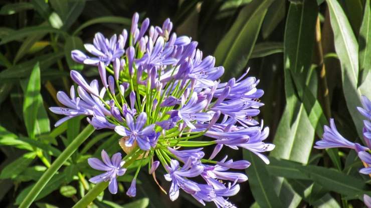 L'agapanto è il vero fiore top per l'estate