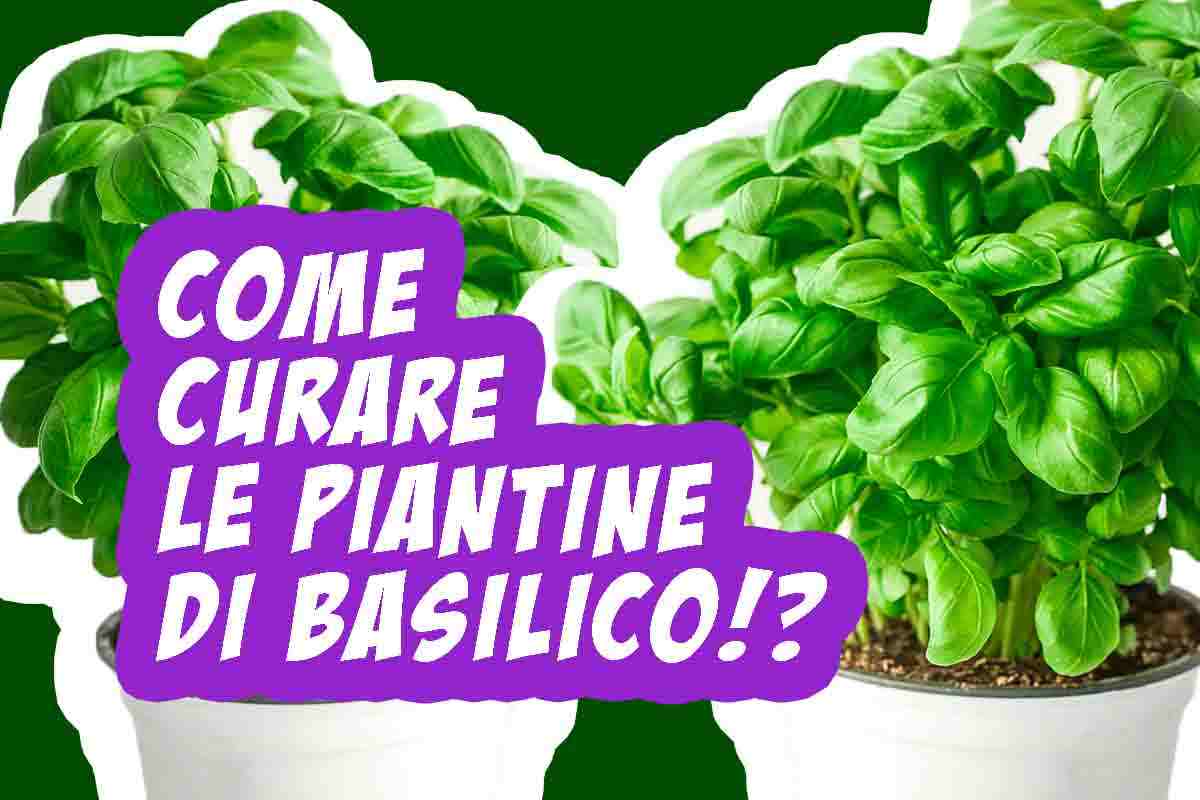 come far durare più a lungo le piantine di basilico