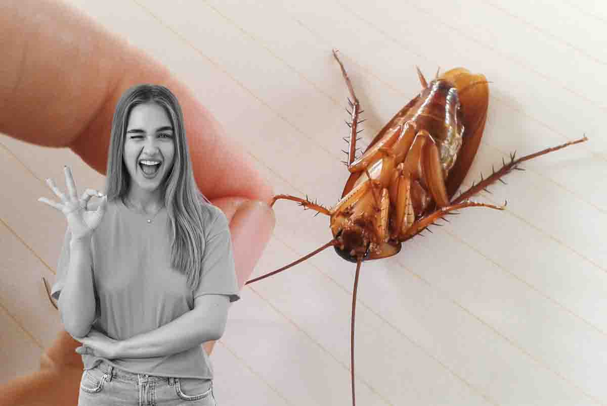 come evitare la nidificazione delle blatte in casa