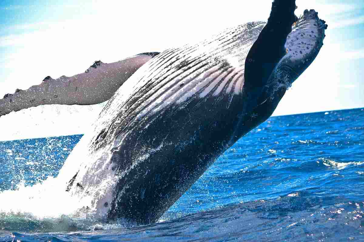 Balena mare