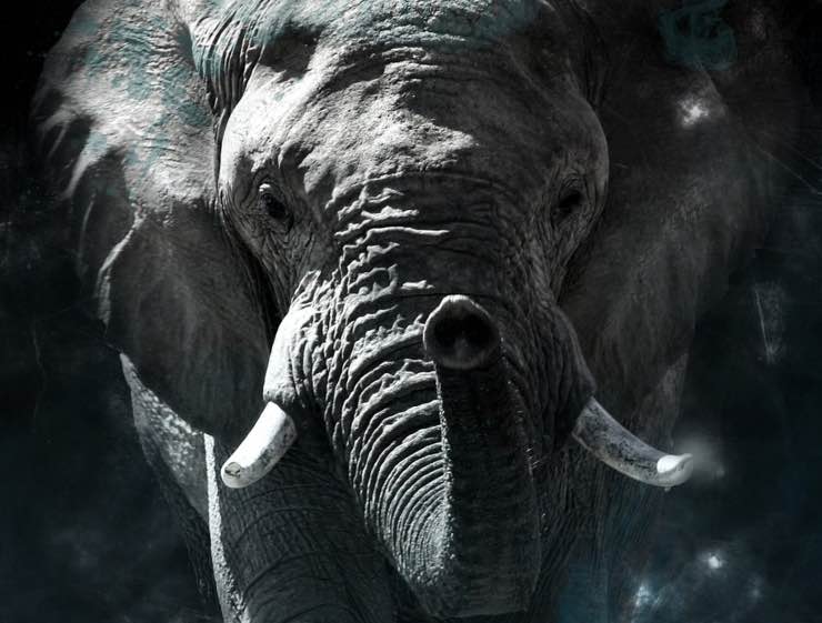 Estinzione elefanti, qual è la verità: colpa dell’uomo e del denaro 