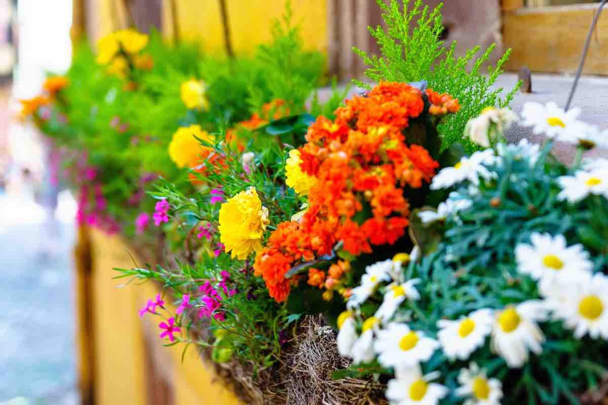 Fiori e vasi, come disporli in balcone senza spendere soldi