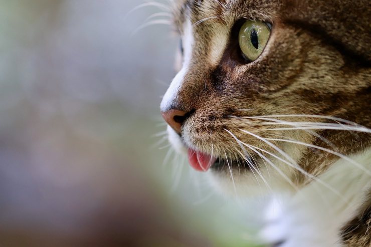 Gatti e aviaria, scatta l’allarme in Polonia