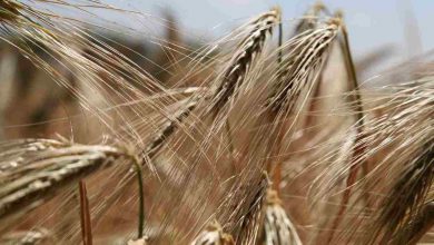 Intolleranza al glutine sintomi da riconoscere