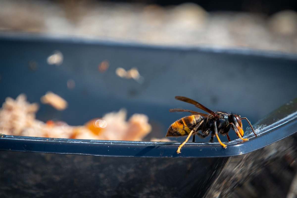 Vespa Velutina, come difendere la tua casa e il tuo giardino