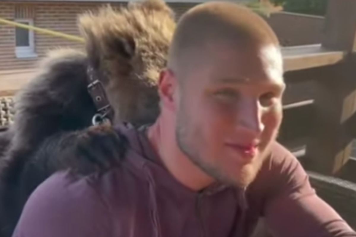orso non aggredisce l'uomo ma l'anguria