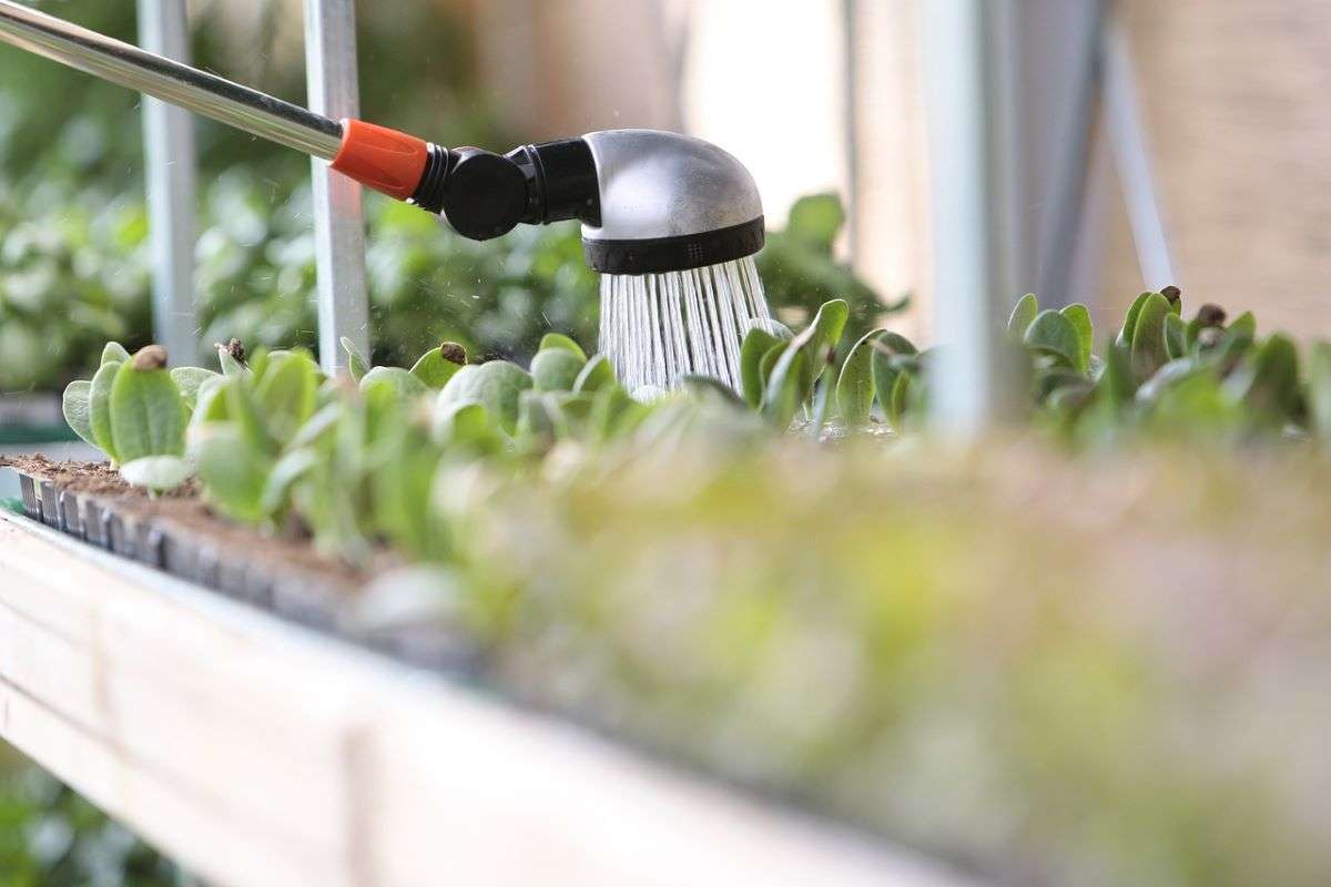 annaffiare piante estate quanta acqua orario giusto